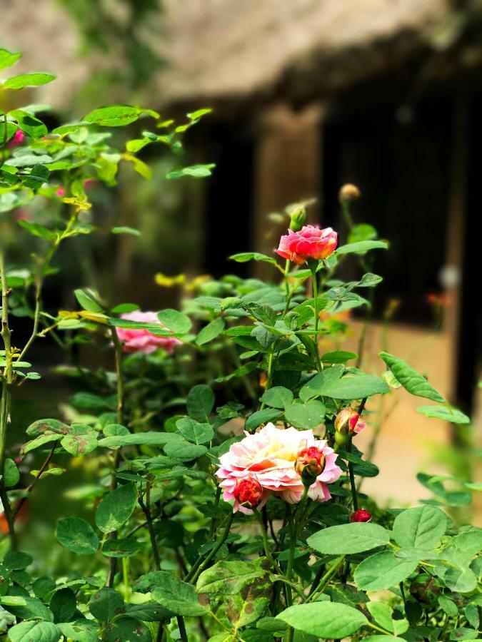 May Homestay - Tam Coc Local Village 宁平 外观 照片
